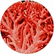 sproszkowany koralowiec
